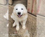 Small #1 Great Pyrenees