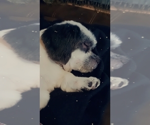 Pekehund Puppy for sale in N PROVIDENCE, RI, USA