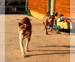 Small #2 American Pit Bull Terrier Mix