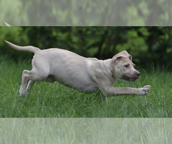 Medium Photo #10 Labrador Retriever Puppy For Sale in Mechanicsburg, PA, USA