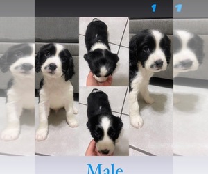 English Springer Spaniel Puppy for sale in FALLBROOK, CA, USA