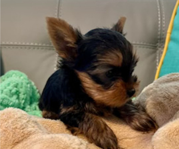 Medium Photo #5 Yorkshire Terrier Puppy For Sale in MADEIRA BEACH, FL, USA