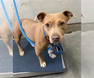 Mutt Dogs for adoption in Camarillo, CA, USA