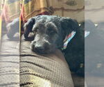 Small #7 Mutt