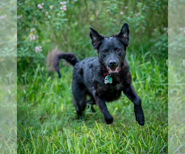Medium Photo #2 Canaan Dog-Unknown Mix Puppy For Sale in HOUSTON, TX, USA