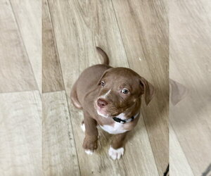 American Staffordshire Terrier-Unknown Mix Dogs for adoption in Holly Springs, NC, USA