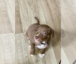 Small American Staffordshire Terrier Mix
