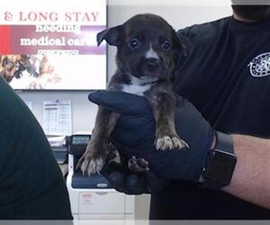 American Pit Bull Terrier-Unknown Mix Dogs for adoption in Pasadena, TX, USA
