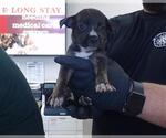 Small American Pit Bull Terrier Mix
