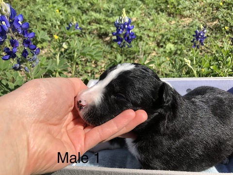 Medium Photo #1 Border Collie Puppy For Sale in CASTROVILLE, TX, USA