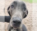Small Photo #1 Great Dane Puppy For Sale in Palm Beach, FL, USA