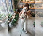 Small Photo #13 Mutt Puppy For Sale in Philadelphia, PA, USA