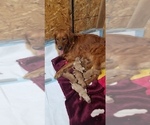 Small Photo #8 Golden Retriever Puppy For Sale in SANTA BARBARA, CA, USA