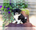 Small #1 Pom-A-Poo