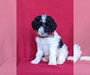 Miniature Bernedoodle Puppy for sale in OXFORD, PA, USA