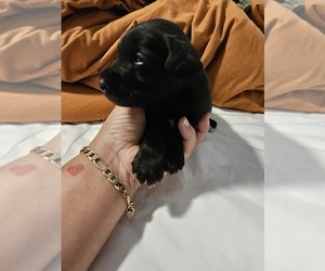 Schnauzer (Miniature) Puppy for sale in MEMPHIS, TN, USA