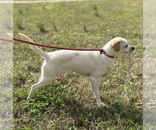 Medium Photo #2 Chihuahua-Unknown Mix Puppy For Sale in Yardley, PA, USA