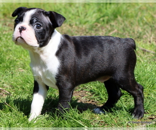 Medium Photo #21 Boston Terrier Puppy For Sale in WINNSBORO, TX, USA