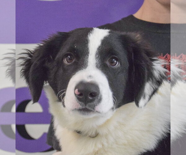 Medium Photo #4 Border Collie Puppy For Sale in Huntley, IL, USA