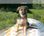 Small #2 German Shepherd Dog