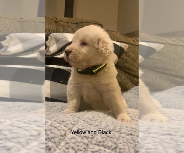 Medium Photo #1 Pyredoodle Puppy For Sale in MARION, IN, USA