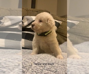 Pyredoodle Puppy for sale in MARION, IN, USA