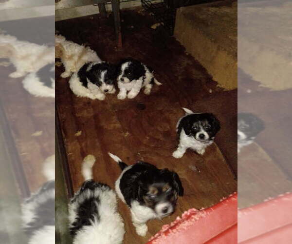 Medium Photo #1 Schweenie Puppy For Sale in BANNER ELK, NC, USA