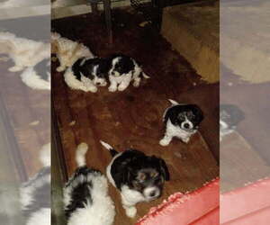 Schweenie Puppy for Sale in BANNER ELK, North Carolina USA