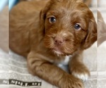 Puppy Treble Cockapoo