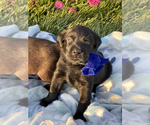 Small Photo #4 Labrador Retriever Puppy For Sale in STEELEVILLE, IL, USA