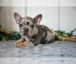 Puppy Max Faux Frenchbo Bulldog