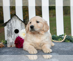 Small #1 Golden Retriever
