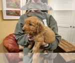 Small #2 Golden Retriever