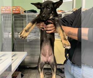German Shepherd Dog-Unknown Mix Dogs for adoption in Grand Prairie, TX, USA