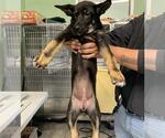 Small German Shepherd Dog Mix