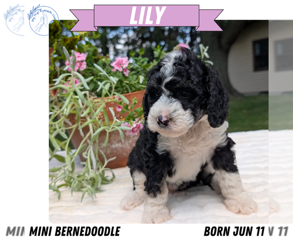 Medium Photo #94 Miniature Bernedoodle Puppy For Sale in GOSHEN, IN, USA