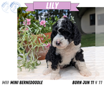 Small #12 Miniature Bernedoodle