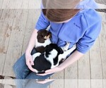 Small Photo #16 Labradinger Puppy For Sale in LISLE, NY, USA