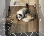 Small Photo #1 Border Collie Puppy For Sale in SAINT CLOUD, FL, USA