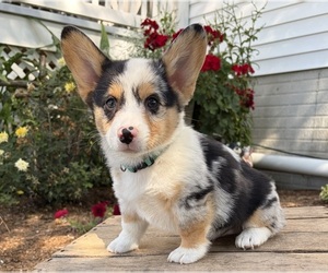 Pembroke Welsh Corgi Puppy for sale in MIDDLEBURY, IN, USA
