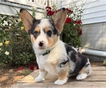 Small Pembroke Welsh Corgi