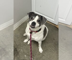 Brandi Barnwell - Female Labrador Retriever-Pug Mix Dog for Adoption - Photo #3