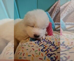 Samoyed Litter for sale in STATEN ISLAND, NY, USA