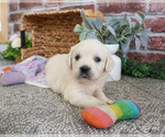 Small #3 Golden Retriever