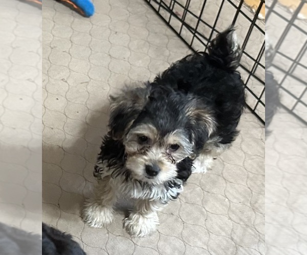 Medium Photo #3 Yorkipoo Puppy For Sale in GLOUCESTER, VA, USA