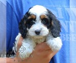 Small #2 Cavapoo (Miniature)