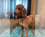 Small #2 Poodle (Standard)
