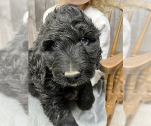Pyredoodle Puppy for sale in PRESCOTT, WA, USA