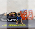 Small Photo #4 Mutt Puppy For Sale in Jefferson, NJ, USA