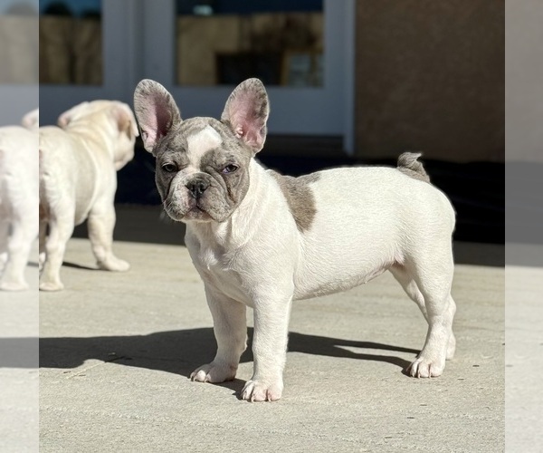 Medium Photo #2 French Bulldog Puppy For Sale in PUEBLO, CO, USA